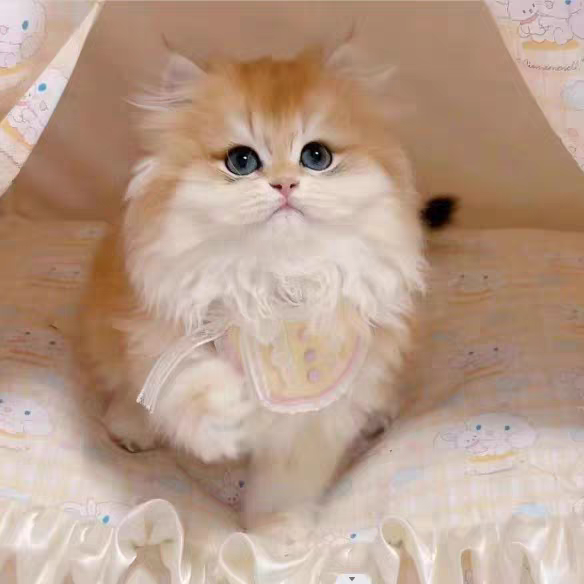 猫舍直销批发价格出售长毛金渐层